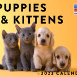 Puppies And Kittens Near Me Gillian Betancourt