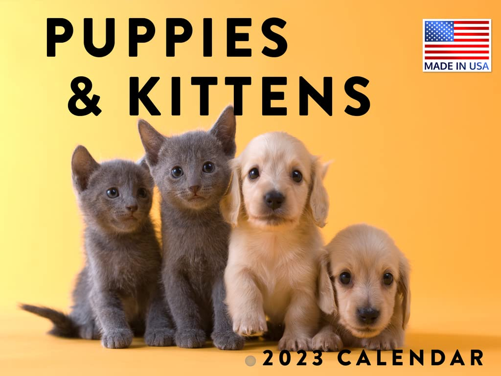 Puppies And Kittens Near Me Gillian Betancourt